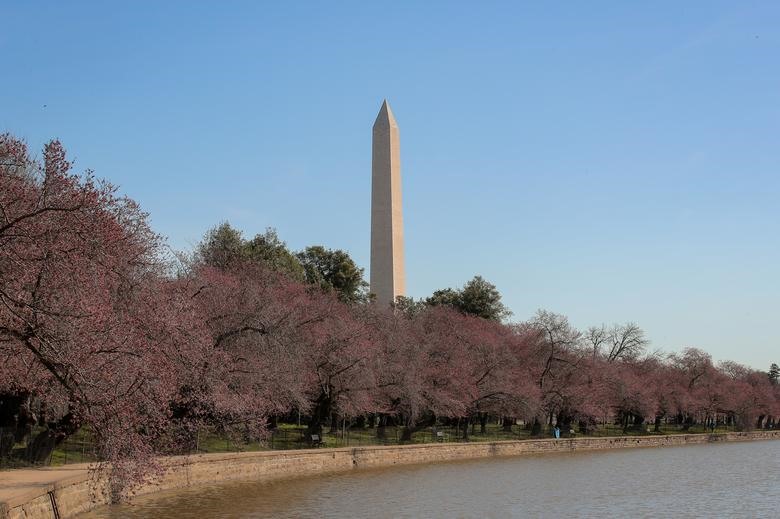 Hoa anh đào nổi tiếng của Washington, DC khoe sắc.