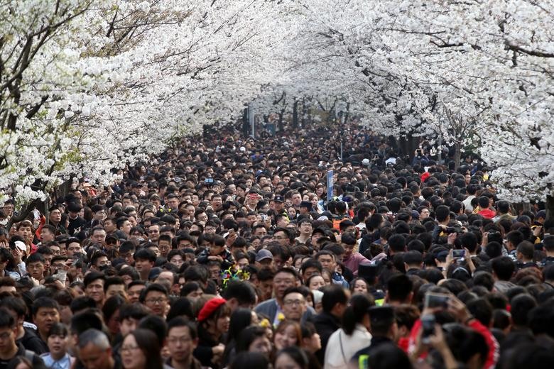 Hàng nghìn người kéo về Nam Kinh, tỉnh Giang Tô, Trung Quốc để chiêm ngưỡng hoa anh đào khoe sắc. Ảnh: Reuters.