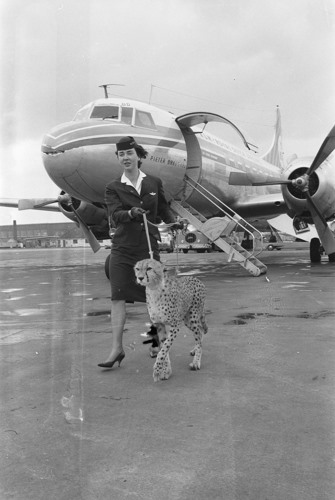 Một nữ tiếp viên hàng không dắt một chú báo đi bộ ở sân bay Amsterdam, Hà Lan năm 1961.  