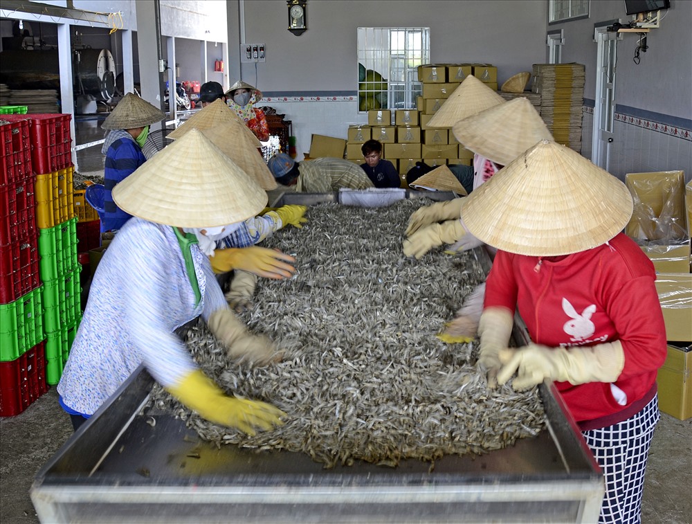 Cá cơm phơi khô ở cửa biển Khánh Hội, huyện U Minh