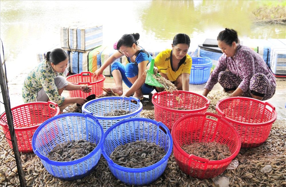 Tôm nuôi ở huyện Cái Nước cũng là một trong những sản vật đặc trưng của vùng đất này