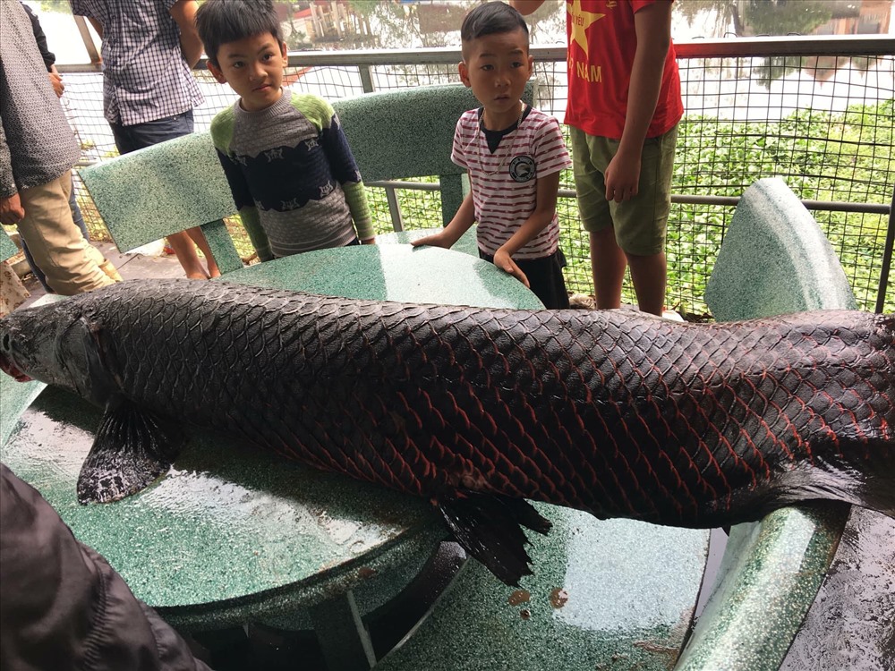 Hình ảnh con cá “khủng” được chia sẻ trên mạng xã hội. Ảnh: Fb Hoàng Trần