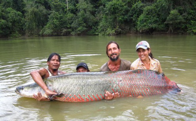 Cá hải tượng được mệnh danh là “quái vật” sông Amazon. Nguồn: Internet