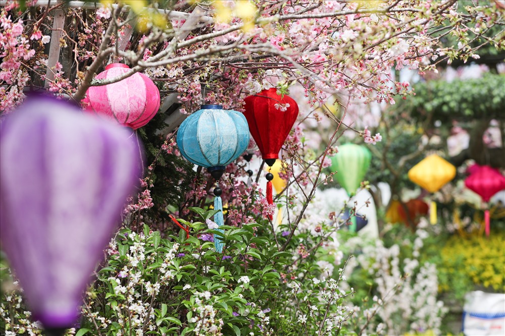 Lễ hội hoa anh đào Nhật Bản - Hà Nội 2019 sẽ kéo dài tới ngày 31.3, kỳ vọng thu hút hàng chục nghìn lượt du khách tham quan, trải nghiệm.