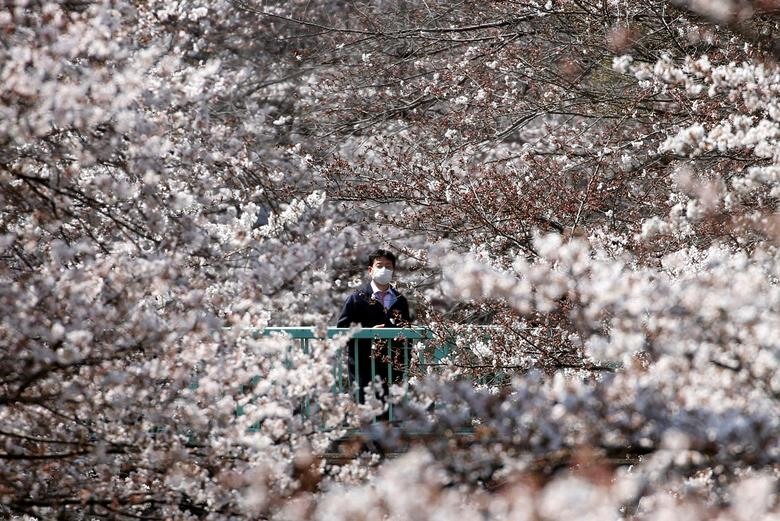 Người dân và du khách đang được chiêm ngưỡng hoa anh đào nở rộ trên đất nước Nhật Bản. Ảnh: Reuters.