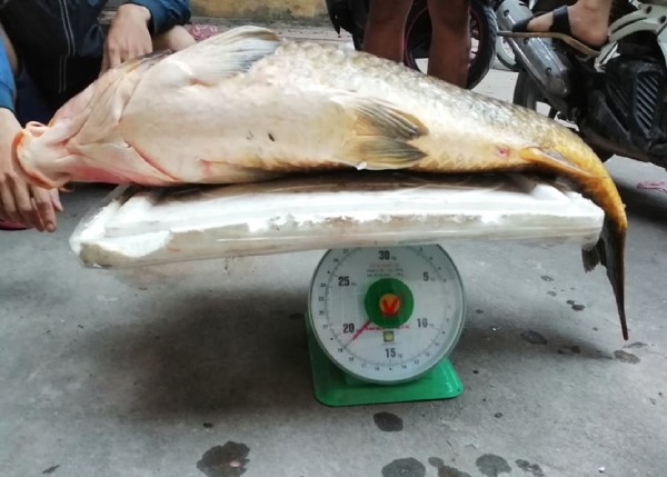 Con cá nặng gần 20kg, người sành ăn bỏ cả chục triệu đồng để mua. 