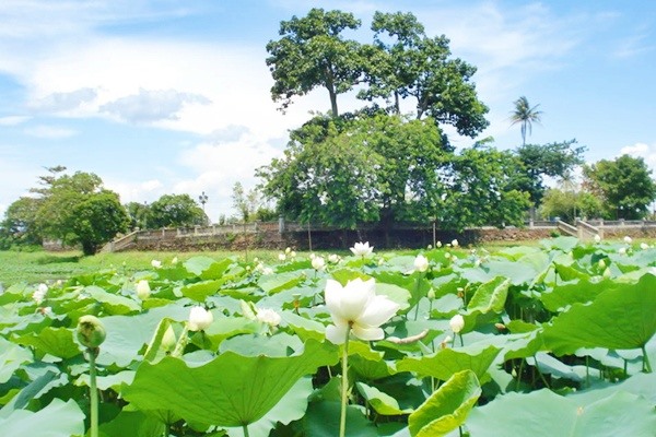 Mùa hạ với hoa sen trong hồ Tịnh Tâm trong Kinh Thành Huế. Ảnh: T.L