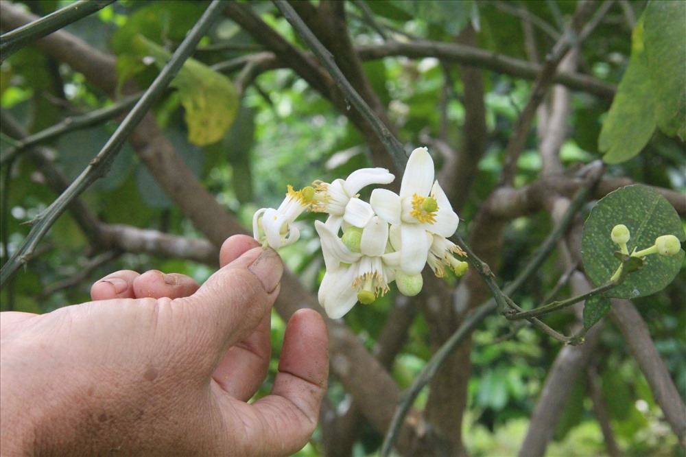 Những bông hoa bưởi trắng tinh khôi xen lẫn nhụy vàng được người dân hái rất cẩn thận để thực hiện việc “giao phối” cho bưởi