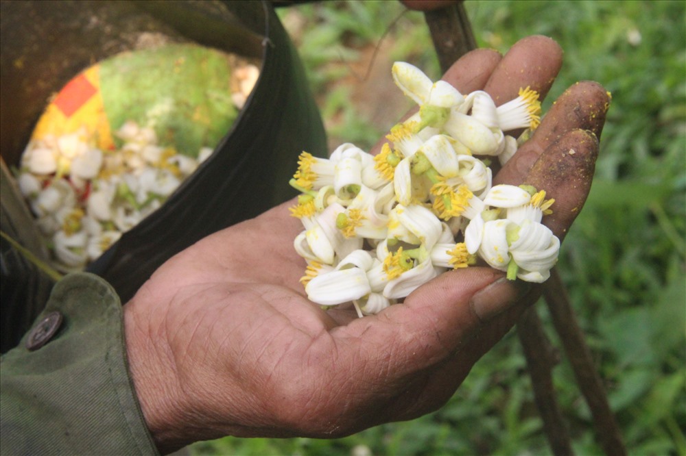 Những bông hoa bưởi trắng tinh khôi xen lẫn nhụy vàng được người dân hái rất cẩn thận để thực hiện việc “giao phối” cho bưởi