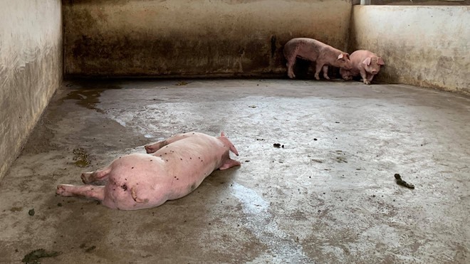 Tại Hưng Yên, số lợn bị nhiễm bệnh và phải tiêu hủy do mắc dịch bệnh tả lợn châu Phi tiếp tục gia tăng. Ảnh: Phan Hau