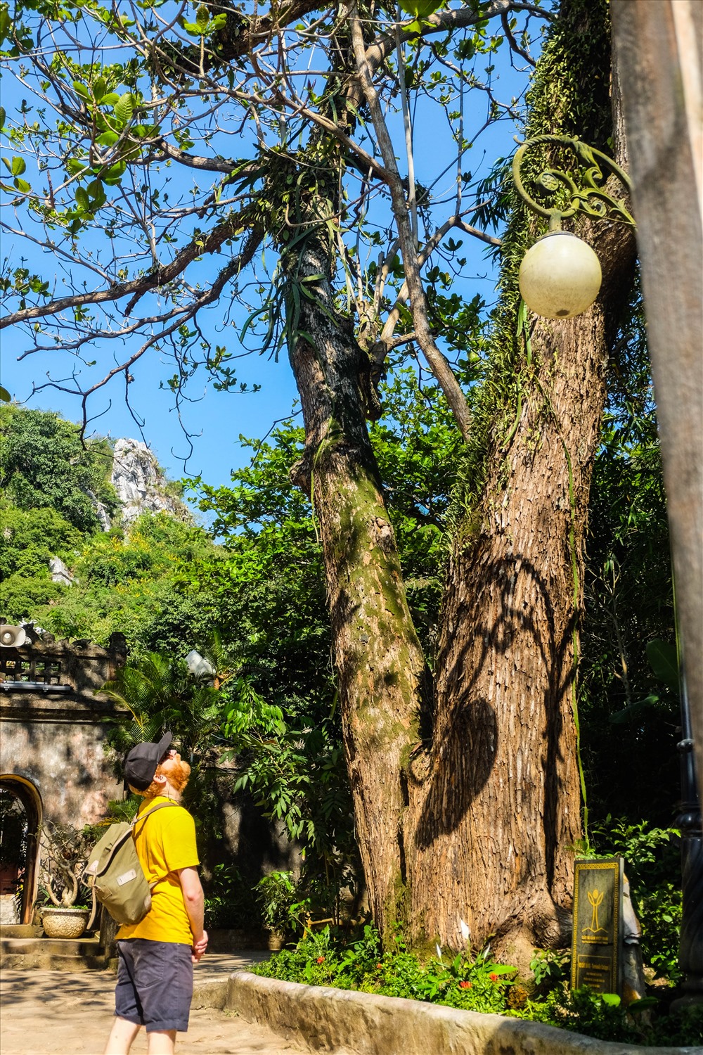 Du khách nước ngoài đang ngắm cây bàng trước chùa Tam Thai.