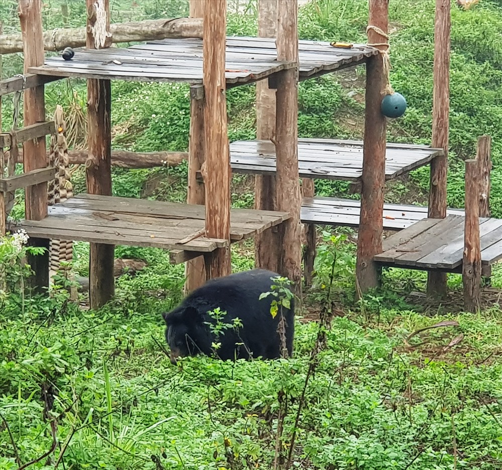 Một cá thể gấu đang được chăm sóc tại Cơ sở bảo tồn gấu Ninh Bình. Ảnh: NT