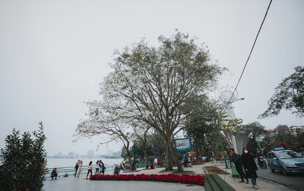 cây sưa nở hoa nhiều trên đường Hoàng Hoa Thám, Điện Biên Phủ, Thanh Niên, hồ Giảng Võ