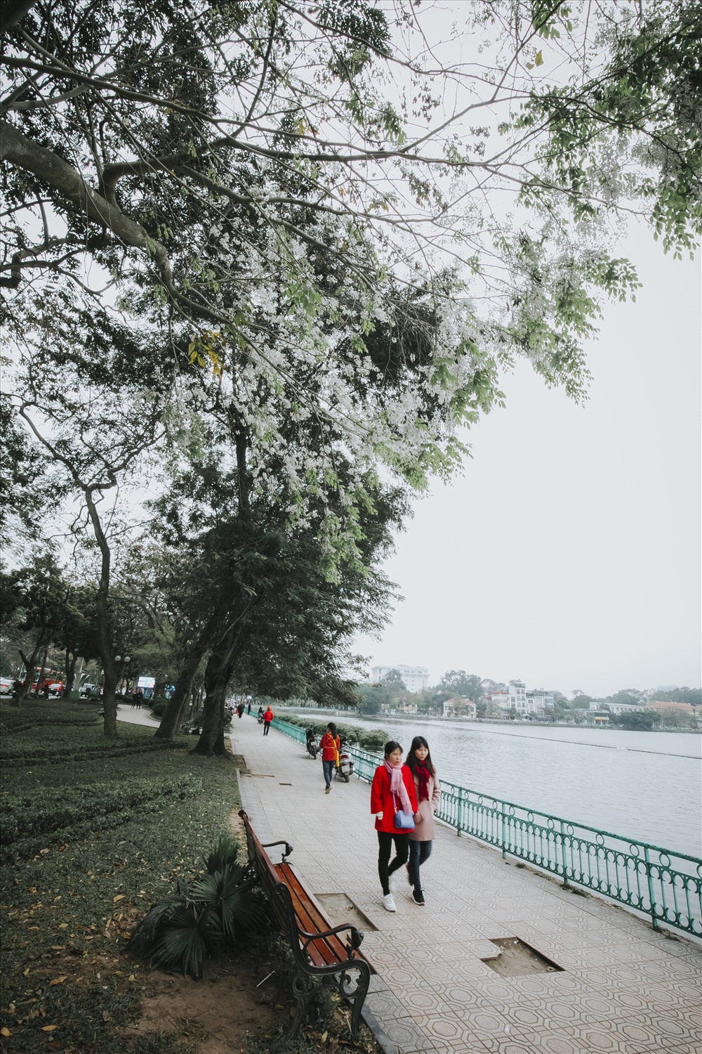  Những bông hoa sưa như những bông tuyết bay trên bầu trời, tạo cho con người có được cảm giác nhẹ nhõm và yên bình. 