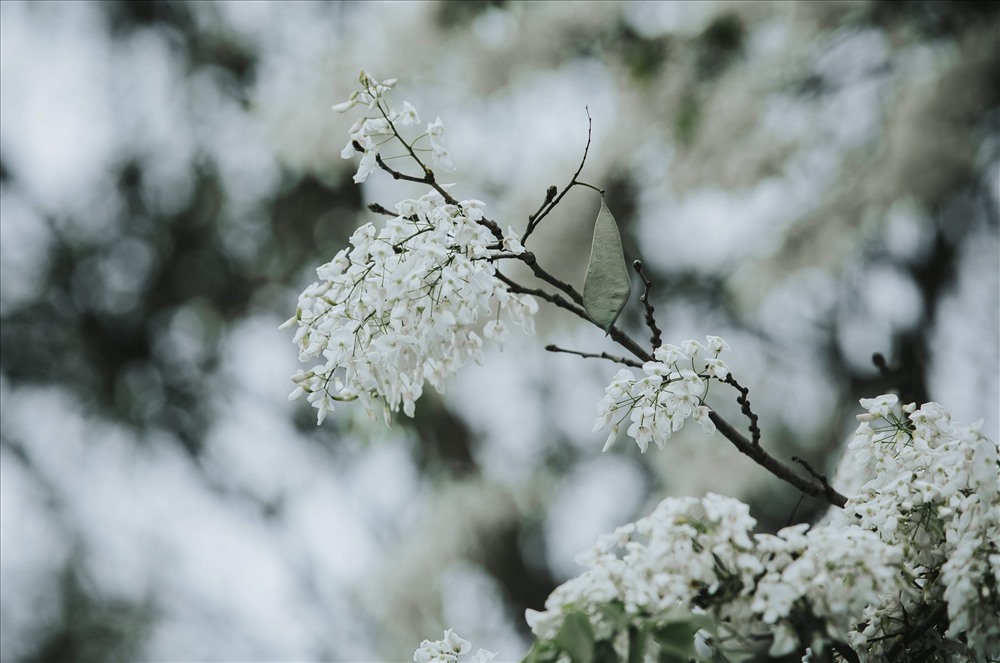  Những bông hoa sưa trắng tinh khôi, mảnh mai bay bay trong gió tạo nên một cảm giác yên bình, dễ chịu  