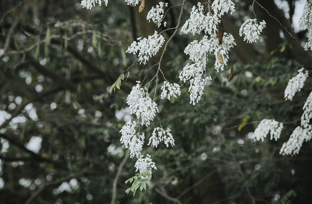   Hình ảnh những bông hoa sưa trắng ngần, thanh thoát làm cho ai đi qua cũng phải xao xuyến khó quên. 