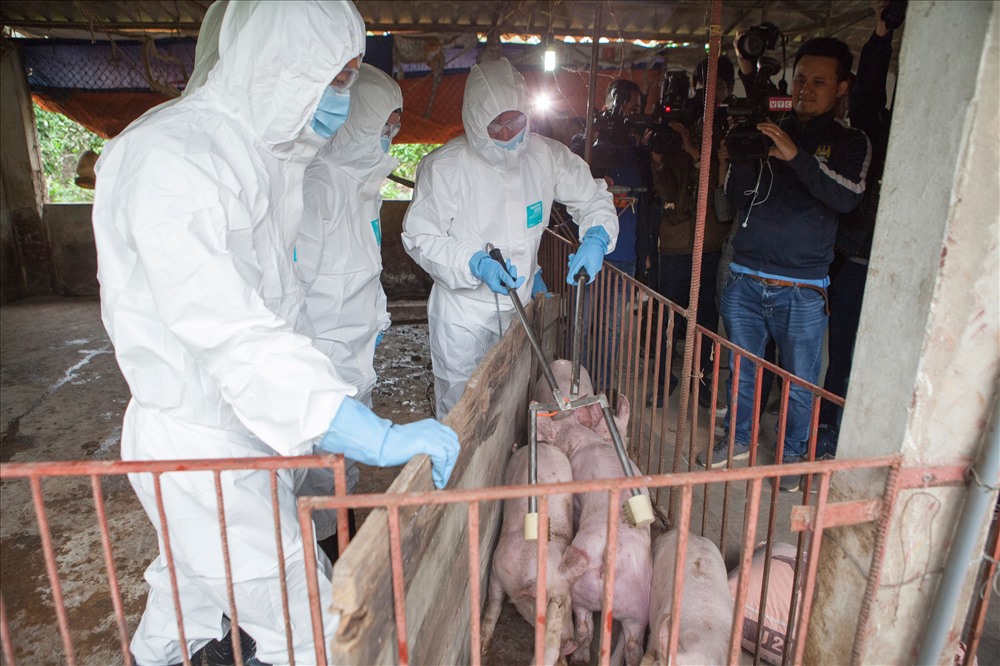 Lực lượng chức năng đưa số lợn nhiễm dịch tả đi tiêu hủy.