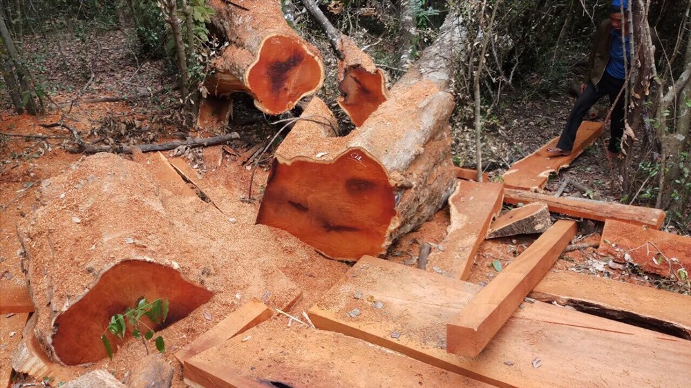 Hình ảnh nhức nhối của hiện trường một vụ phá rừng. (Ảnh do Vườn Quốc gia Yok Đôn cung cấp) 