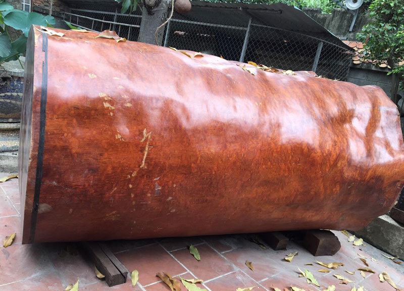 Khúc gỗ nu Gõ đỏ được ông Minh mua ở bên Lào có chiều dài 3 mét 