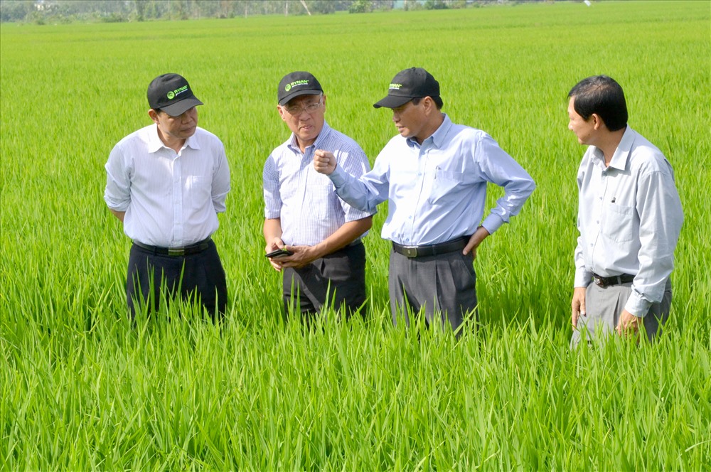 Ông Nguyễn Văn Dương (thứ 2 phải sang) hướng dẫn Bộ trưởng Bộ NNPTNT Nguyễn Xuân Cường tham quan vùng trồng lúa thông minh tại huyện Tháp Mười. Ảnh: Lục Tùng