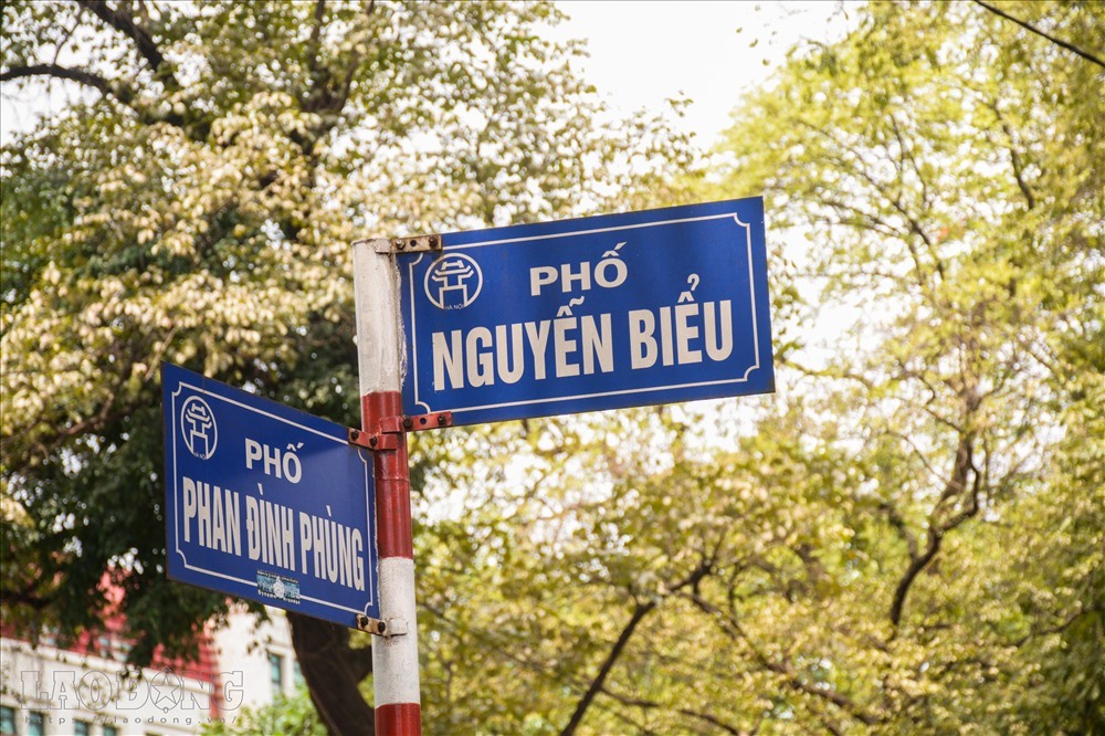 Khác với nhiều nước có khí hậu ôn đới, lá sấu ở Hà Nội rụng vào đầu hè, khi có những đợt nắng nóng tràn về. 
