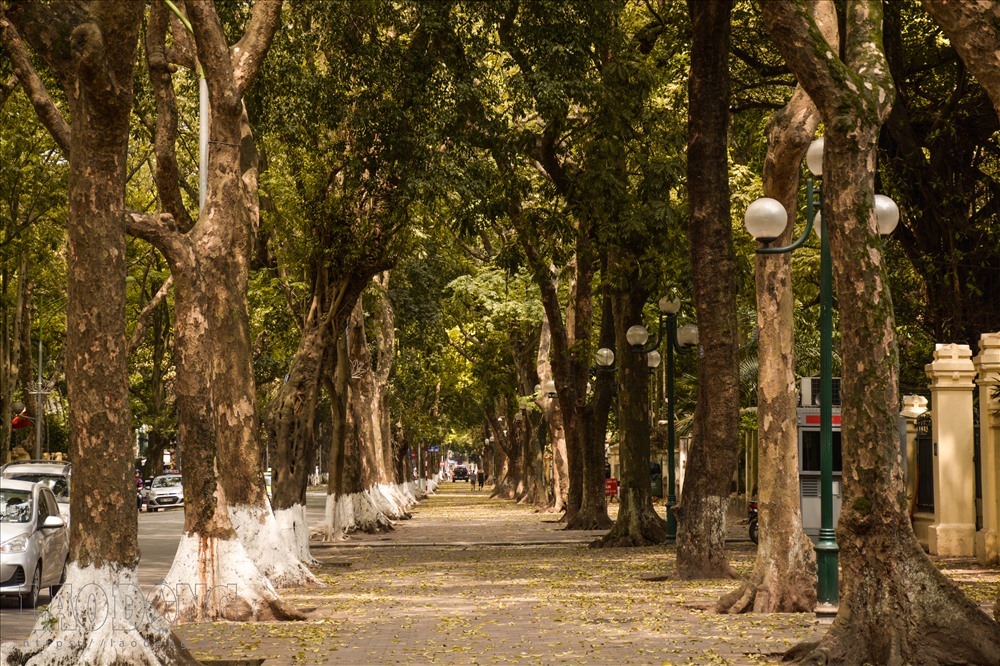 Phố Phan Đình Phùng với hai hàng cây cổ thụ trồng trên một vỉa hè là nơi đẹp nhất vào dịp lá sấu rụng. 