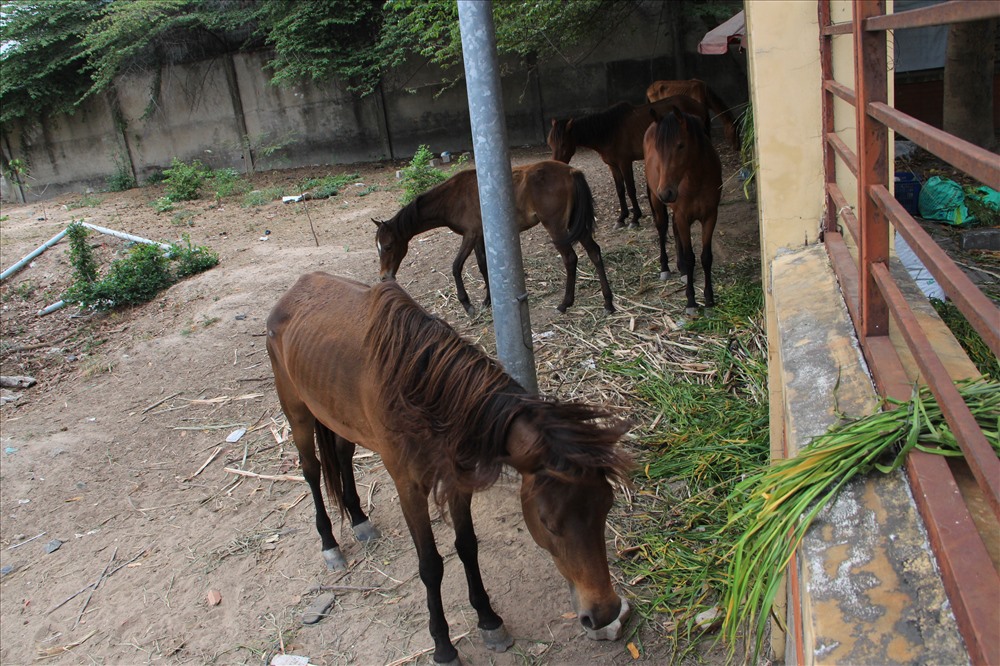 UBND phải chi tiền mua thức ăn rồi thuê người nuôi giữ ngựa suốt 6 tháng qua.