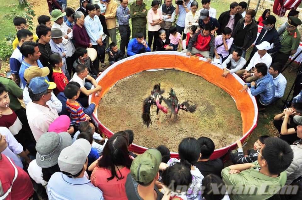 Thi chọi gà. Ảnh: NT