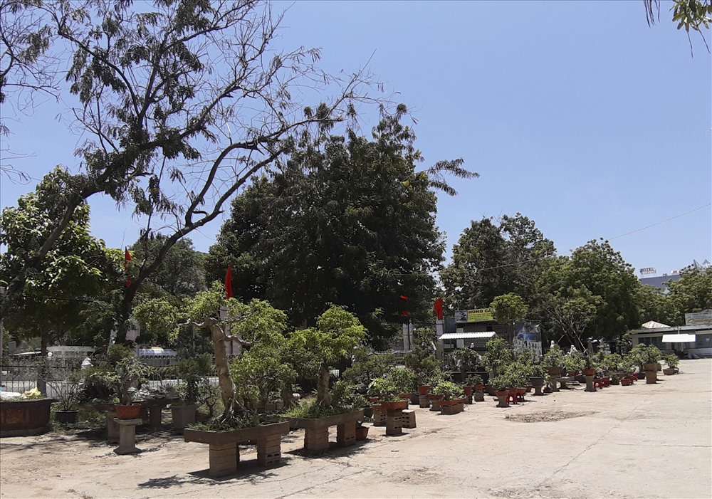 Một tư nhân chuyên bán cây cảnh thuê lại mặt bằng trong TTVH Ninh Thuận để trưng bày và bán sản phẩm.