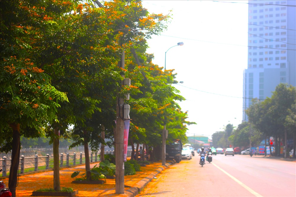 Dấu sau những chiếc lá xanh rì là chùm quả với chiếc hạt chính giữa được bao quanh bằng đôi cánh mỏng manh đang đung đưa theo từng cơn gió giao mùa. Được biết Hàng cây giáng hương dọc theo vỉa hè đường Nguyễn Sỹ Sách được trồng theo dự án cải tạo kênh Bắc nay đã bước vào thời điểm trổ hoa rực rỡ. Ảnh: Dũng Chinh.