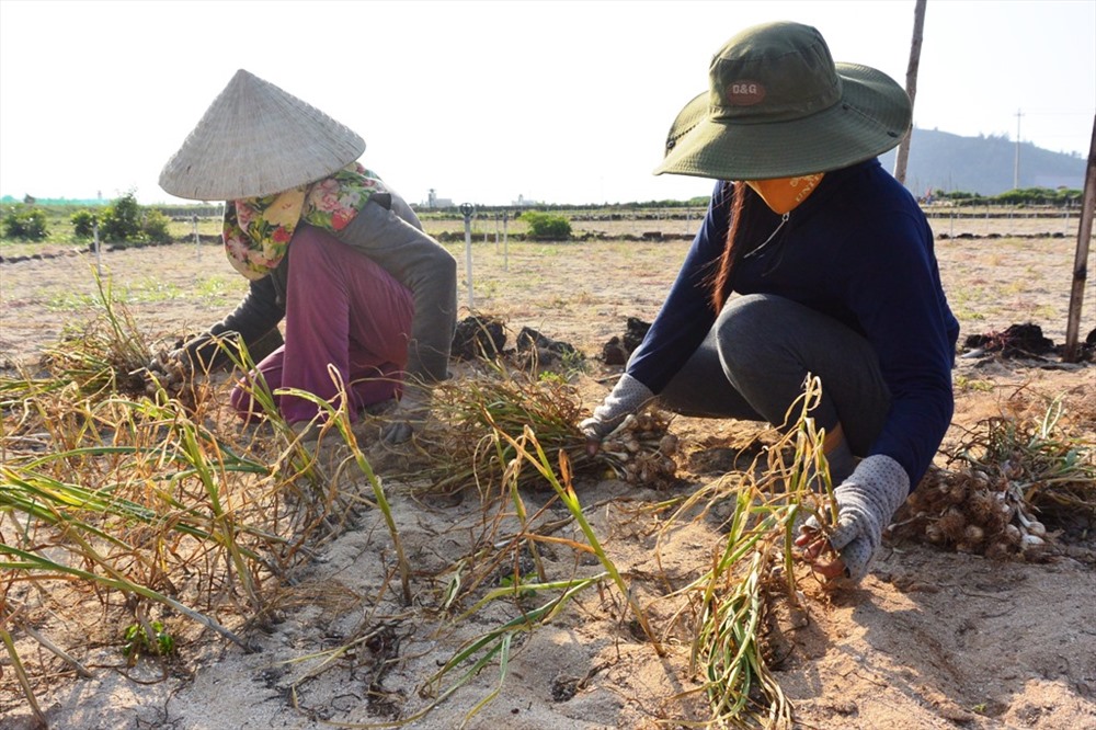 Hiện Lý Sơn đang tập trung phát triển cây tỏi là cây chủ lực của nông nghiệp. Ảnh: Đ.V