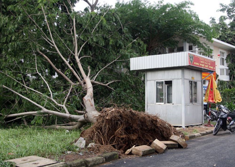 Hình ảnh cây đổ ở khu đô thị Phú Mỹ Hưng năm 2013.
