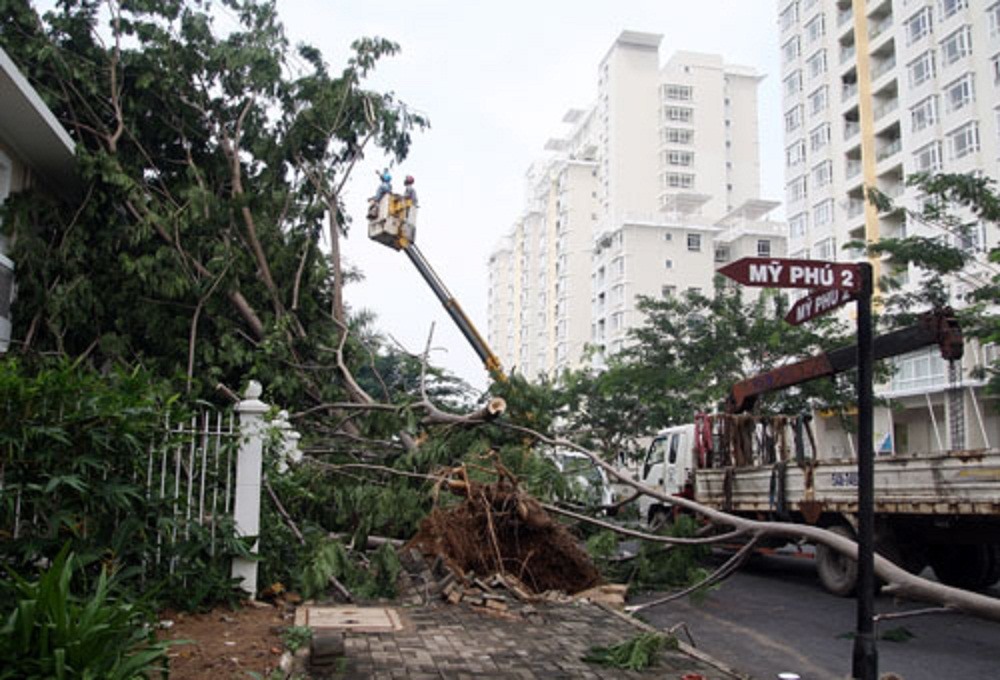 Sau một trận mưa kèm giông lốc năm 2013, hàng loạt cây Điệp phèo heo tại Khu đô thị Phú Mỹ Hưng đã gãy đổ, bật gốc.