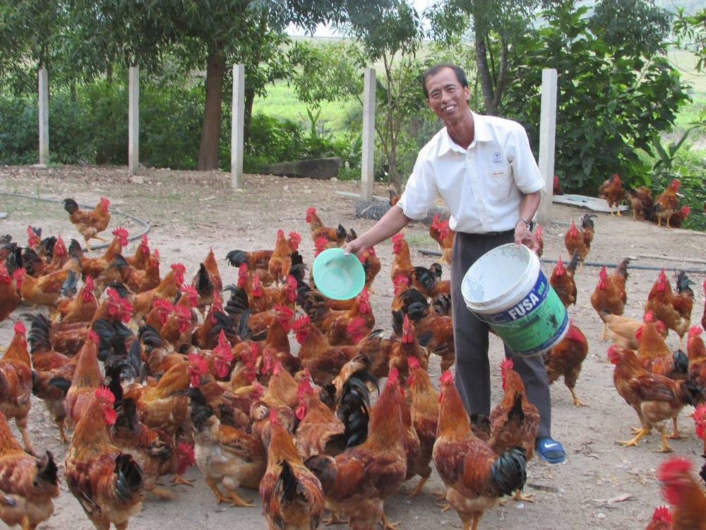 Nguồn gà giống anh Phong lấy tận Hải Phòng, mỗi năm anh nuôi gối đầu 4 lứa gà thịt, thu lãi gần 150 triệu đồng/năm.  