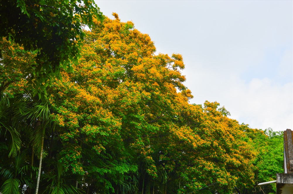 Một cây hoa sưa của làng Hương Trà.