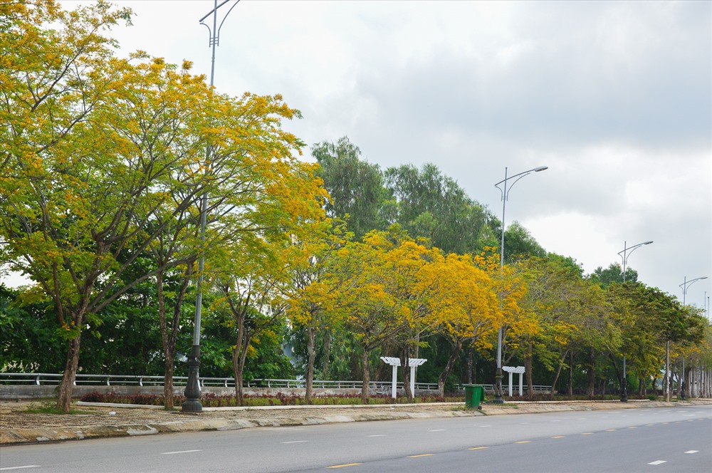 Vào mùa hoa sưa nở, TP Tam Kỳ như khoác lên mình một tấm áo mới, bình dị nhưng rất nên thơ.