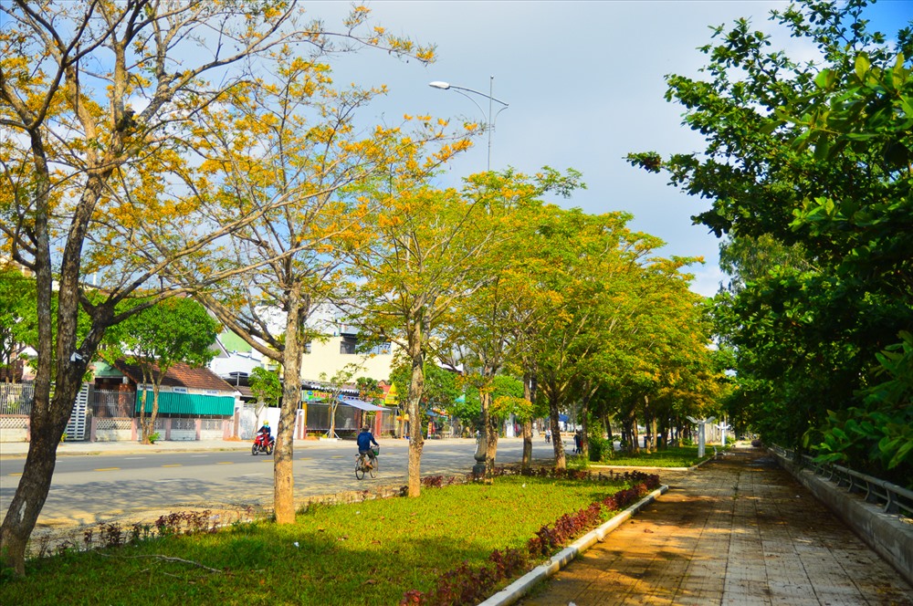 Những hàng sưa trên các tuyến phố ở TP Tam Kỳ lại khoác lên một màu vàng rực trông rất cuốn hút.