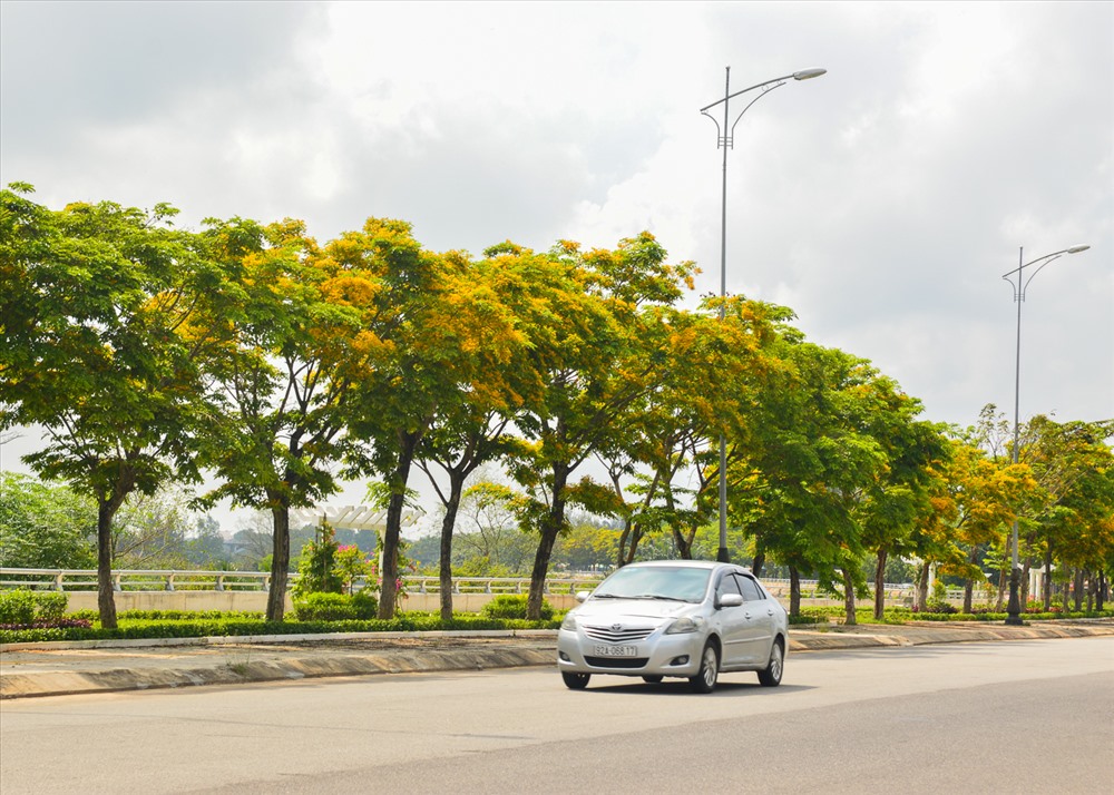 Những hàng sưa trên các tuyến phố ở TP Tam Kỳ lại khoác lên một màu vàng rực trông rất cuốn hút.