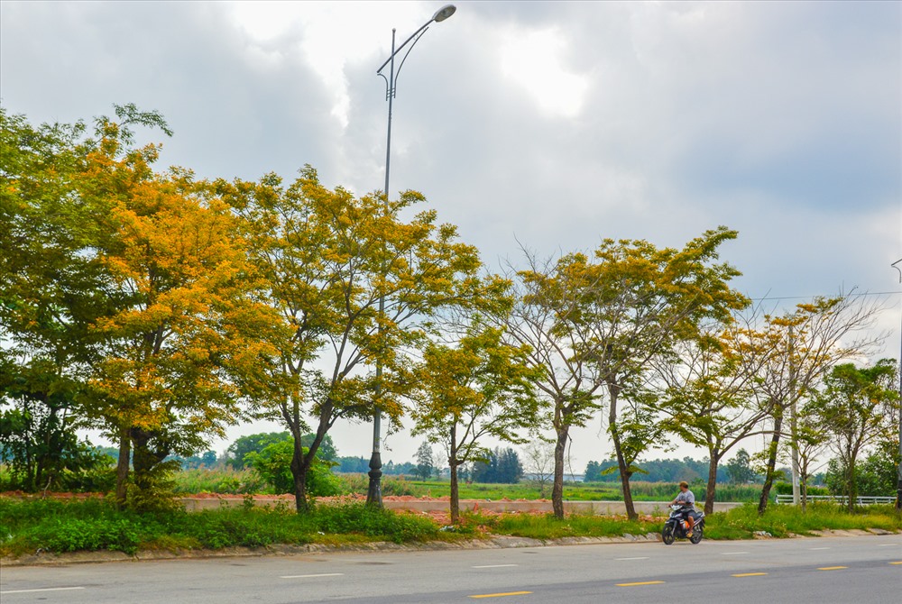 Hoa sưa nở ở ven đường Bạch Đằng, con đường ven sông Tam Kỳ.