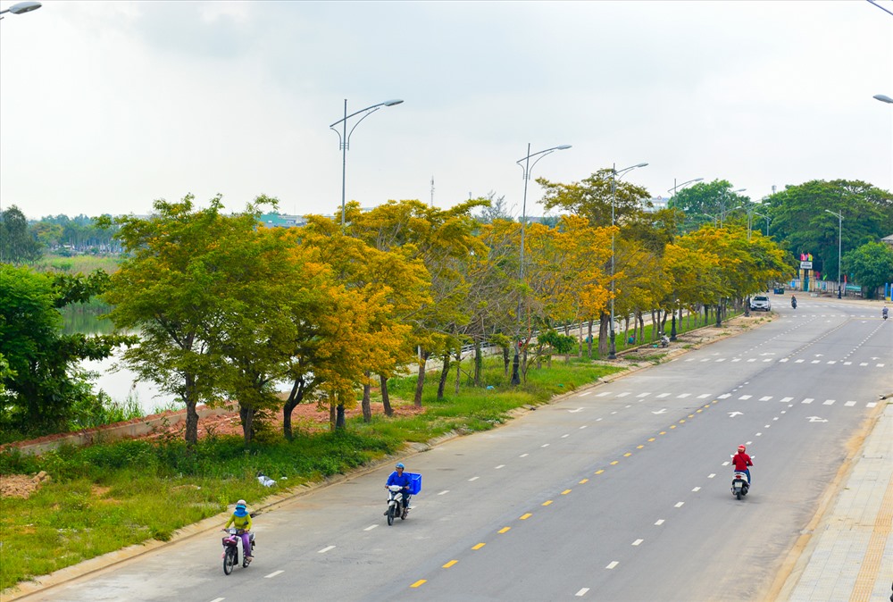 Hoa sưa nở ở ven đường Bạch Đằng, con đường ven sông Tam Kỳ.