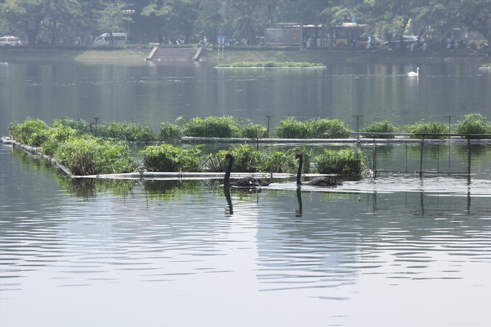 Trước đó, như Lao Động đã đưa tin, đầu năm 2018, 12 con Thiên Nga (7 con màu đen, 5 con màu trắng) đã được đưa về nuôi tại Hồ Gươm (Hà Nội). Ngay sau đó, đàn thiên nga được di dời, chuyển về nuôi dưỡng tại hồ Thiền Quang.