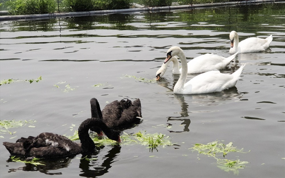 Đầu năm 2018, 12 con thiên nga (7 con màu đen, 5 con màu trắng) đã được đưa về Hà Nội, nuôi dưỡng tại hồ Thiền Quang. Đến nay, đàn thiên nga còn 11 con đang được chăm sóc và thả tại đây.