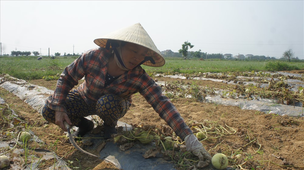 Bà Nguyễn Thị Do vớt vát một ít quả không sâu bệnh nhằm bù lại chi phí đầu tư