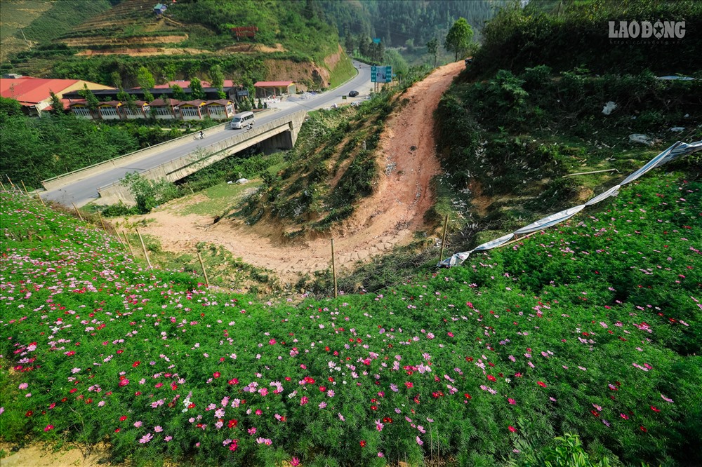 Cách thị trấn Sa Pa 7km, vườn hoa cánh bướm của chị Vũ Bích Ngọc đang thu hút được nhiều sự chú ý từ du khách.