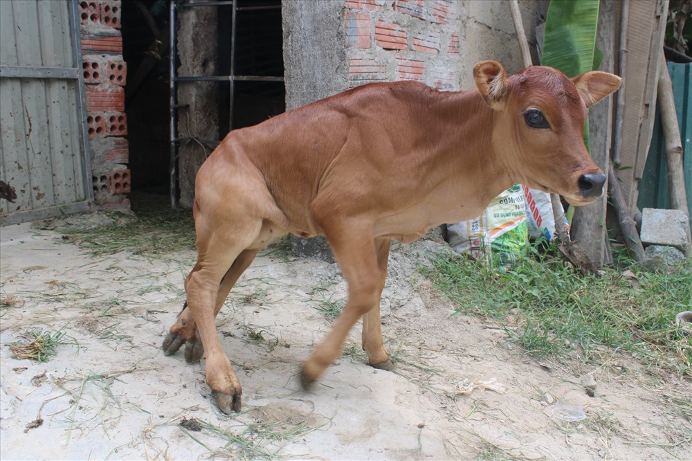 Vì thêm 2 chân ở chân trái phía sau nên con bê di chuyển rất khó khăn