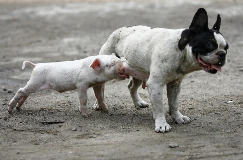 Chó không chỉ là bạn tốt của người, nó còn rất thích làm bạn lợn.