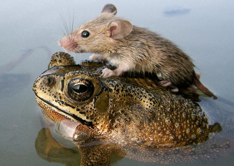 Tình bạn khác thường này đã được phát hiện ở Ấn Độ khi một chú ếch đồng đang cố gắng giúp một chú chuột khác vượt qua dòng nước siết.