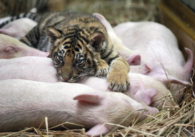 Cảnh tượng Chúa sơn lâm và đàn lợn làm bạn với nhau tại một sở thú ở Thái Lan khiến người xem thích thú.