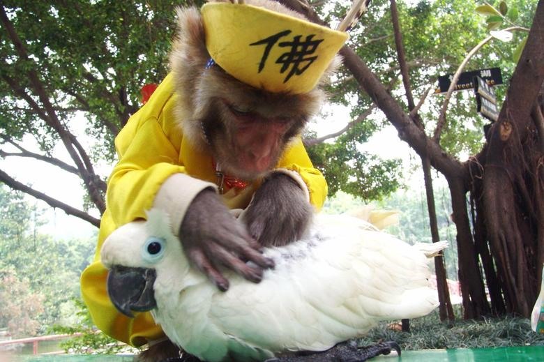 Một con khỉ giúp một con vẹt thoát khỏi chấy rận tại một công viên động vật hoang dã ở Thâm Quyến, Trung Quốc.