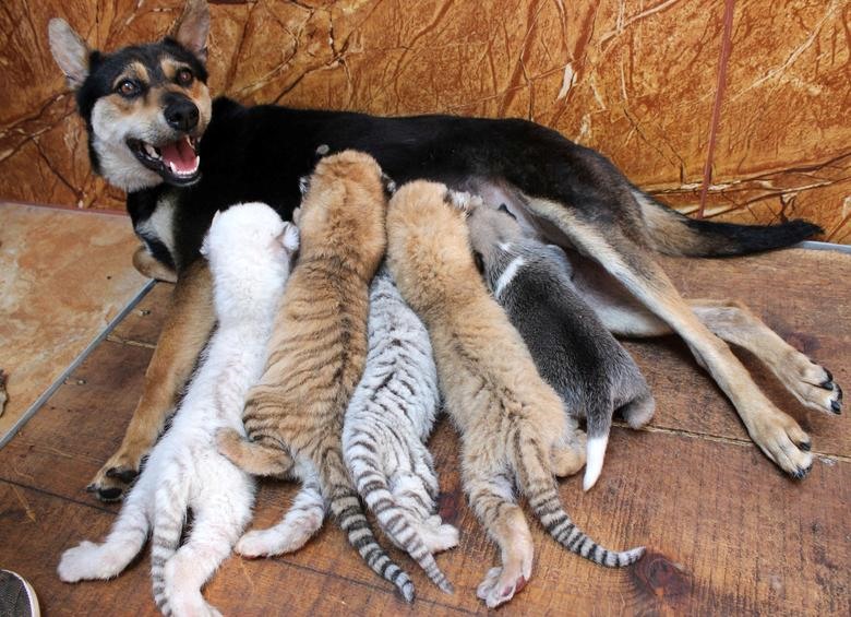 Một con chó nuôi bốn con hổ con mới sinh và một con chó con tại Khu bảo vệ động vật hoang dã. Hổ con và chó con cùng nhau bú mẹ.